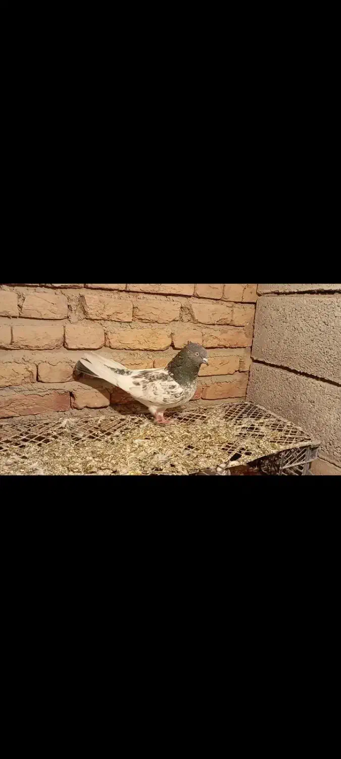 کبوتر|پرنده|مشگین شهر, |دیوار