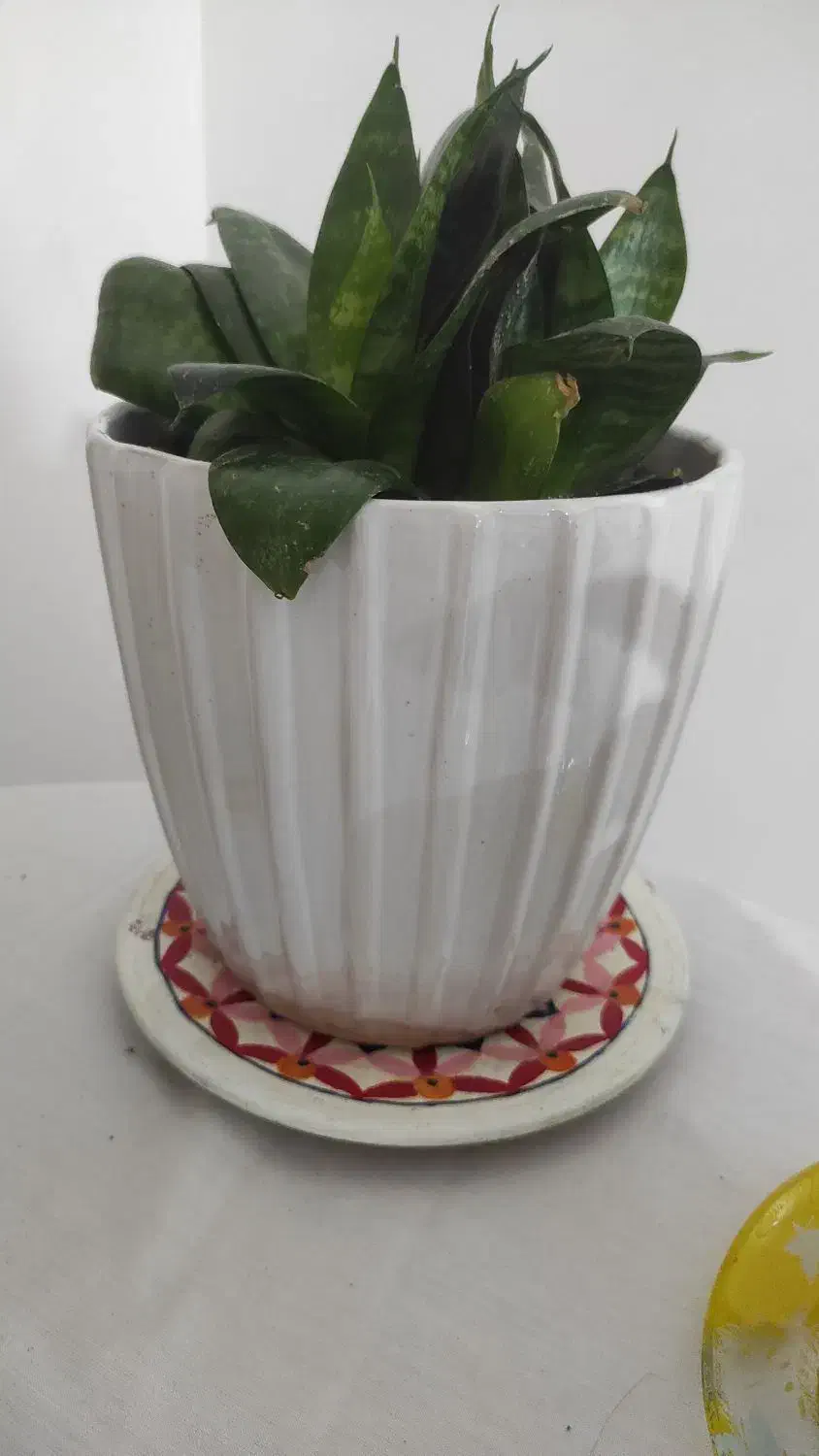 گل سانسوریا پا کوتاه|گل و گیاه طبیعی|کرج, باغستان|دیوار