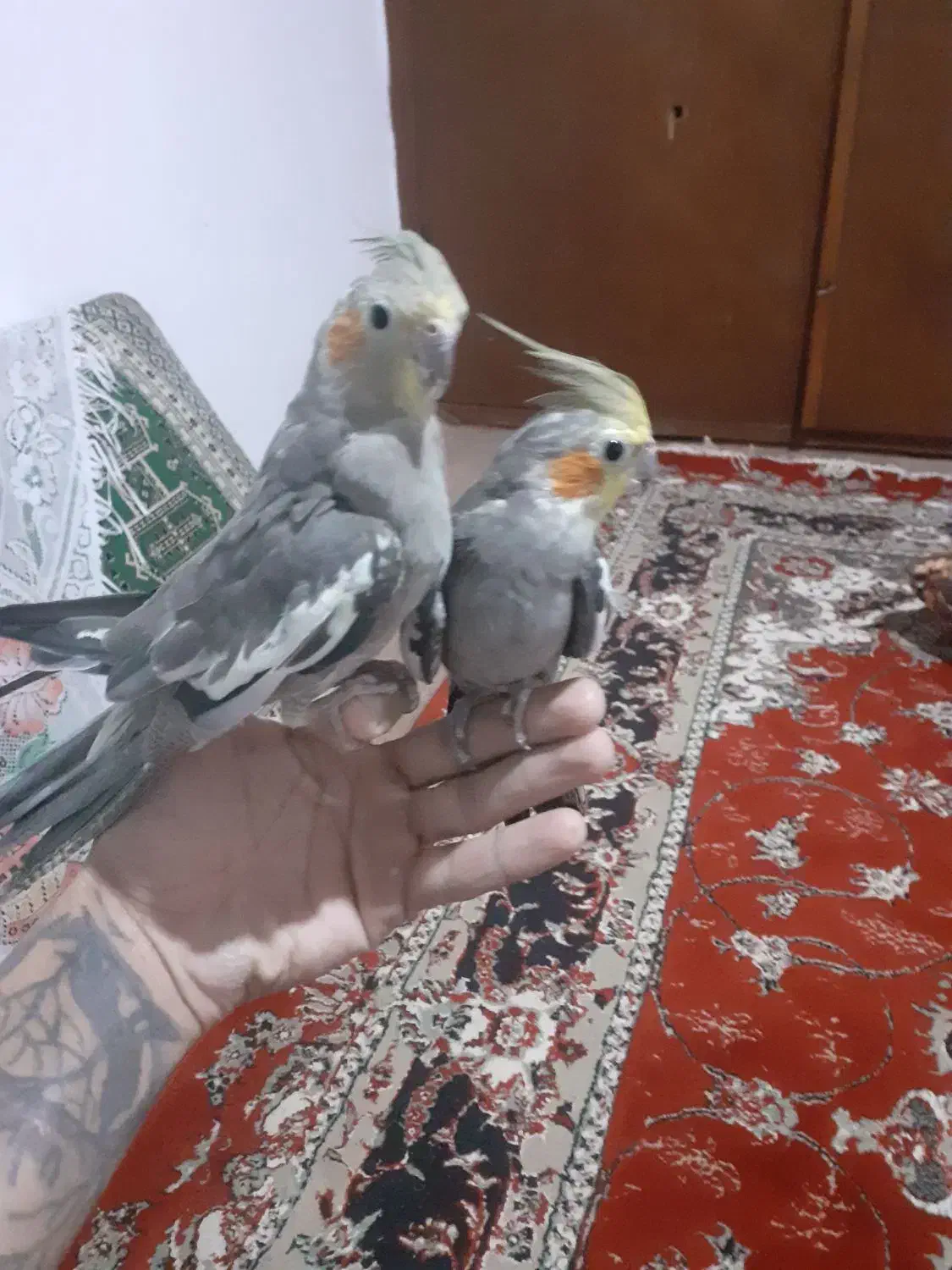 ب دلیلی تعقیره مکان عروس خود را فروش گذاشته|پرنده|صومعهسرا, |دیوار