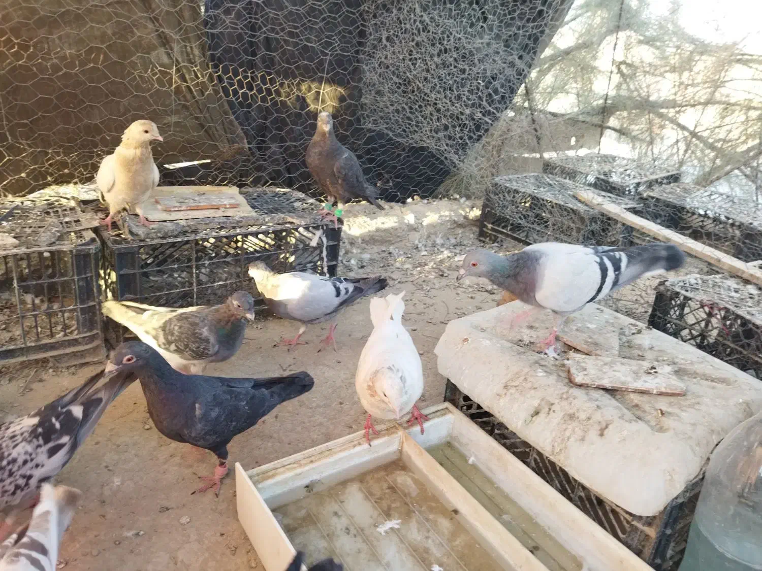 13 عدد کبوتر بفروش می رسد|پرنده|زهک, |دیوار