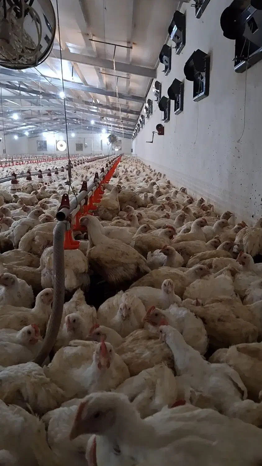 مرغداری گوشتی صنعتی|فروش دفتر صنعتی، کشاورزی، تجاری|زنجان, |دیوار