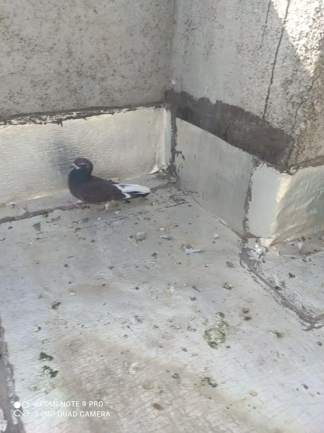 پرشی کبوتر|پرنده|ماهدشت, |دیوار