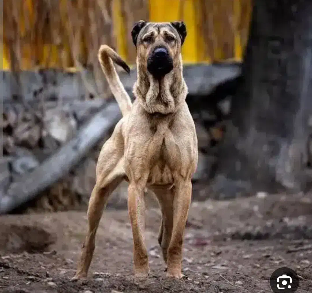 خرید و فروش سگ|سگ|شازند, |دیوار