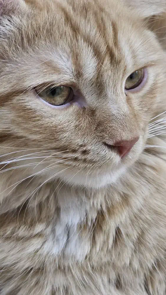 گربه dlh|گربه|تفت, |دیوار