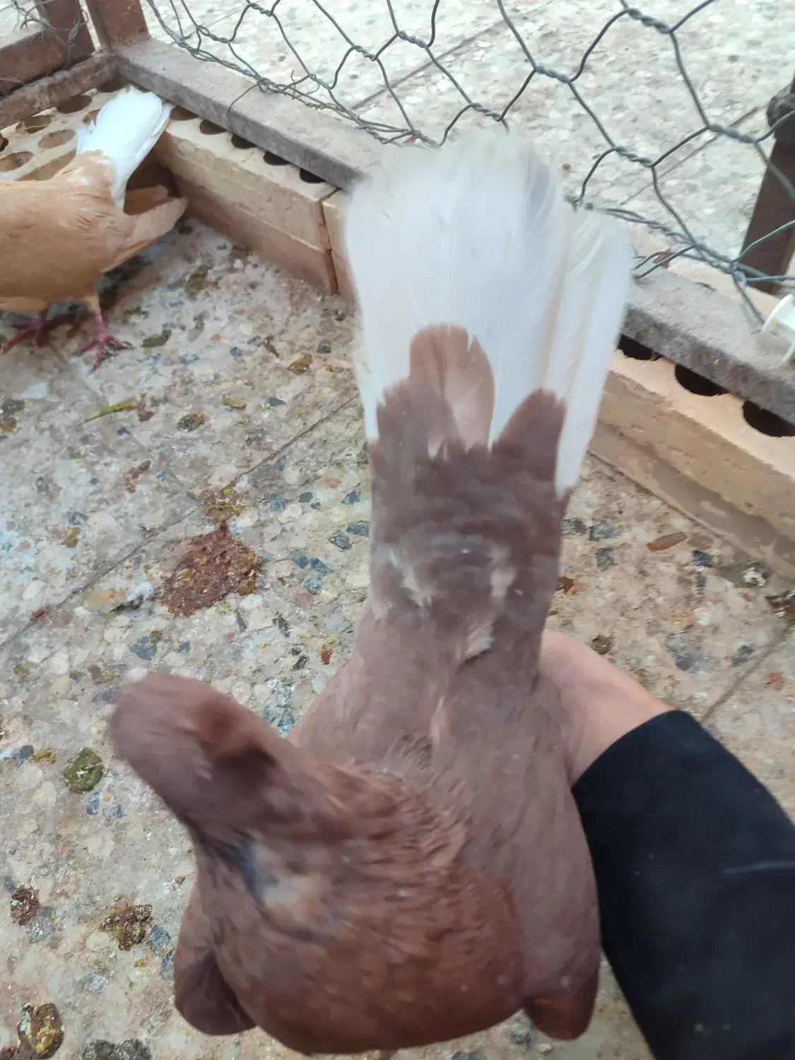 کفتر ملقی|پرنده|رفسنجان, |دیوار