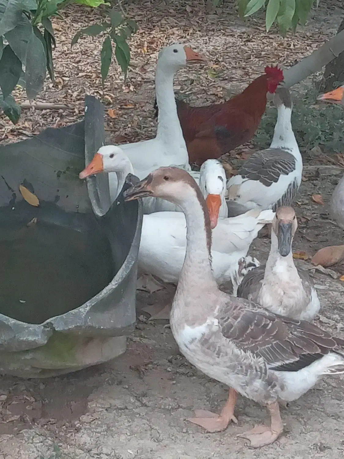 فروش ۷ عدد غاز ‌وقوغاز|حیوانات مزرعه|طبقده, |دیوار