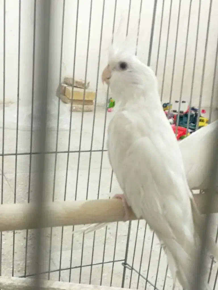 عروس هلندی|پرنده|آران و بیدگل, |دیوار