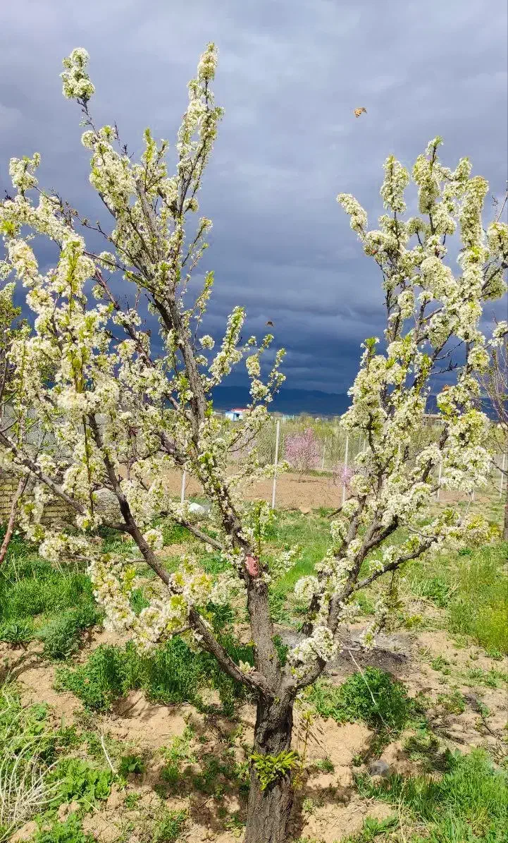 فروش باغ ۷۸۰۰ متری در زنجان|فروش زمین و ملک کلنگی|زنجان, |دیوار