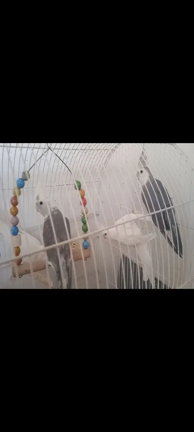 دوجفت نروماده الببنو و تعدادی فنج بالغ ونروماده|پرنده|شهرضا, |دیوار