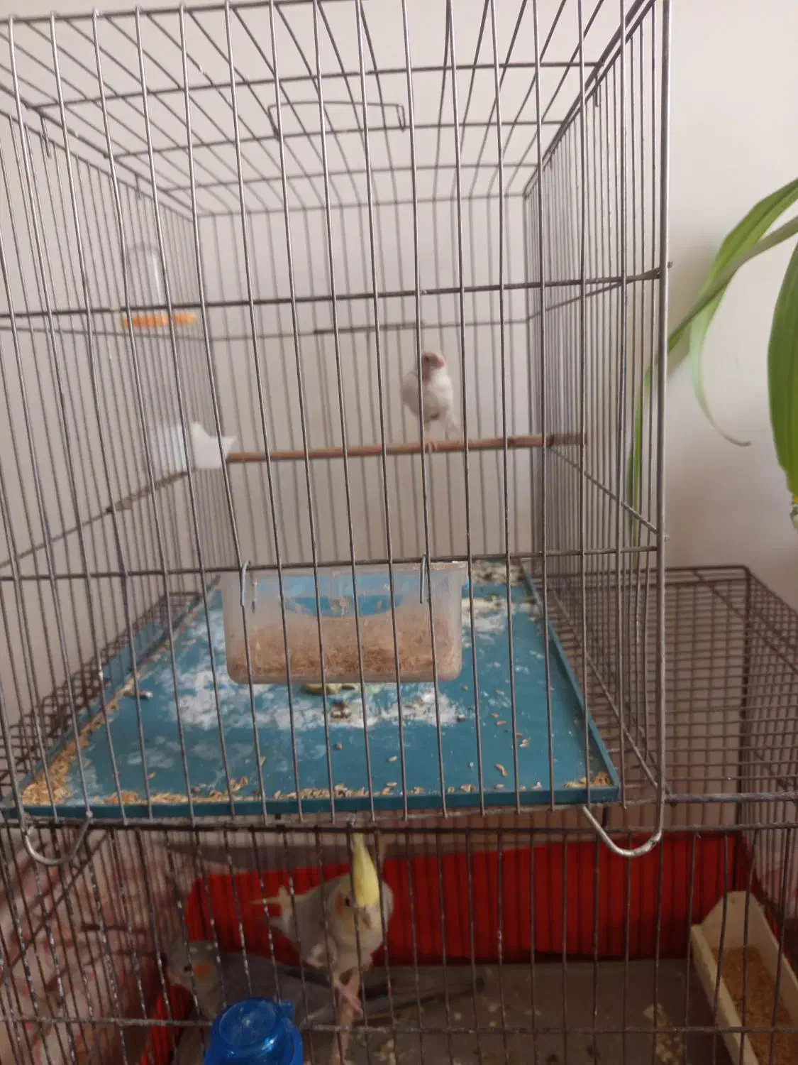 قناری جفتی سهره|پرنده|پاکدشت, پاکدشت (مامازند)|دیوار