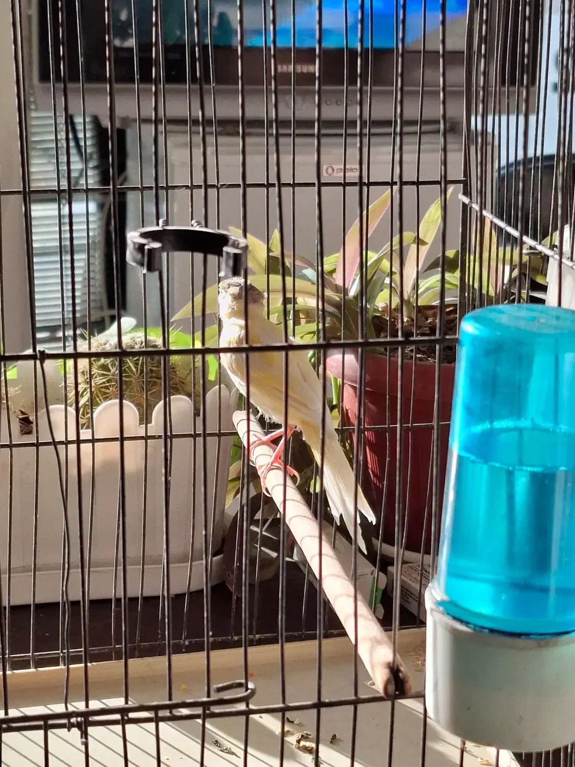 قناری نر|پرنده|مشکین‌دشت, |دیوار