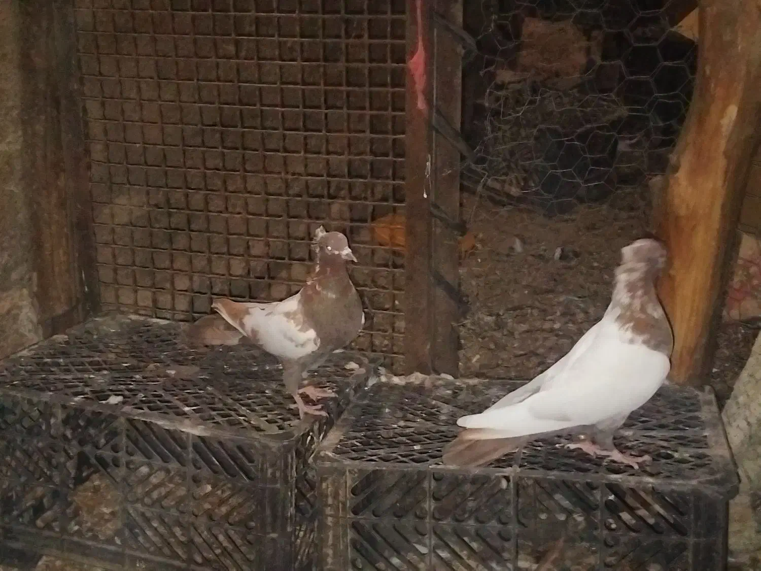 کفتر|پرنده|جوین, |دیوار