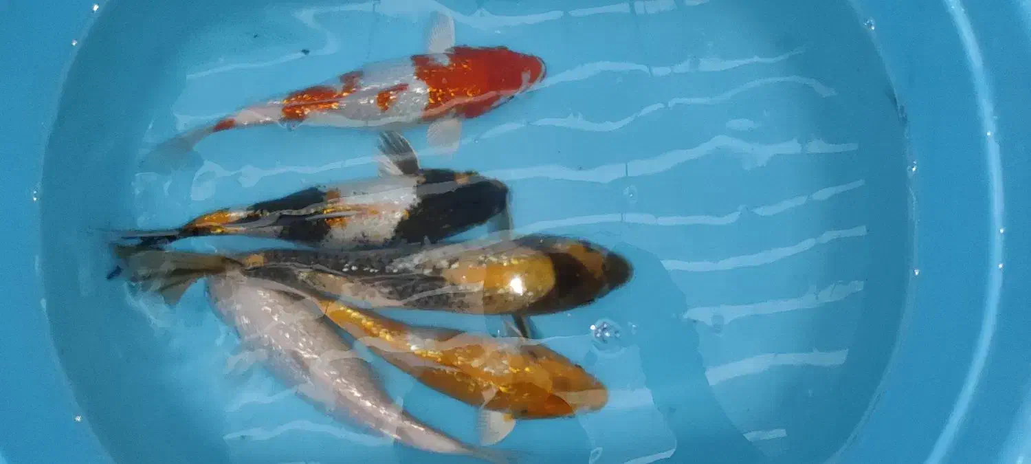 ماهی کوی|ماهی|تهران, شهرک ولیعصر شمالی|دیوار