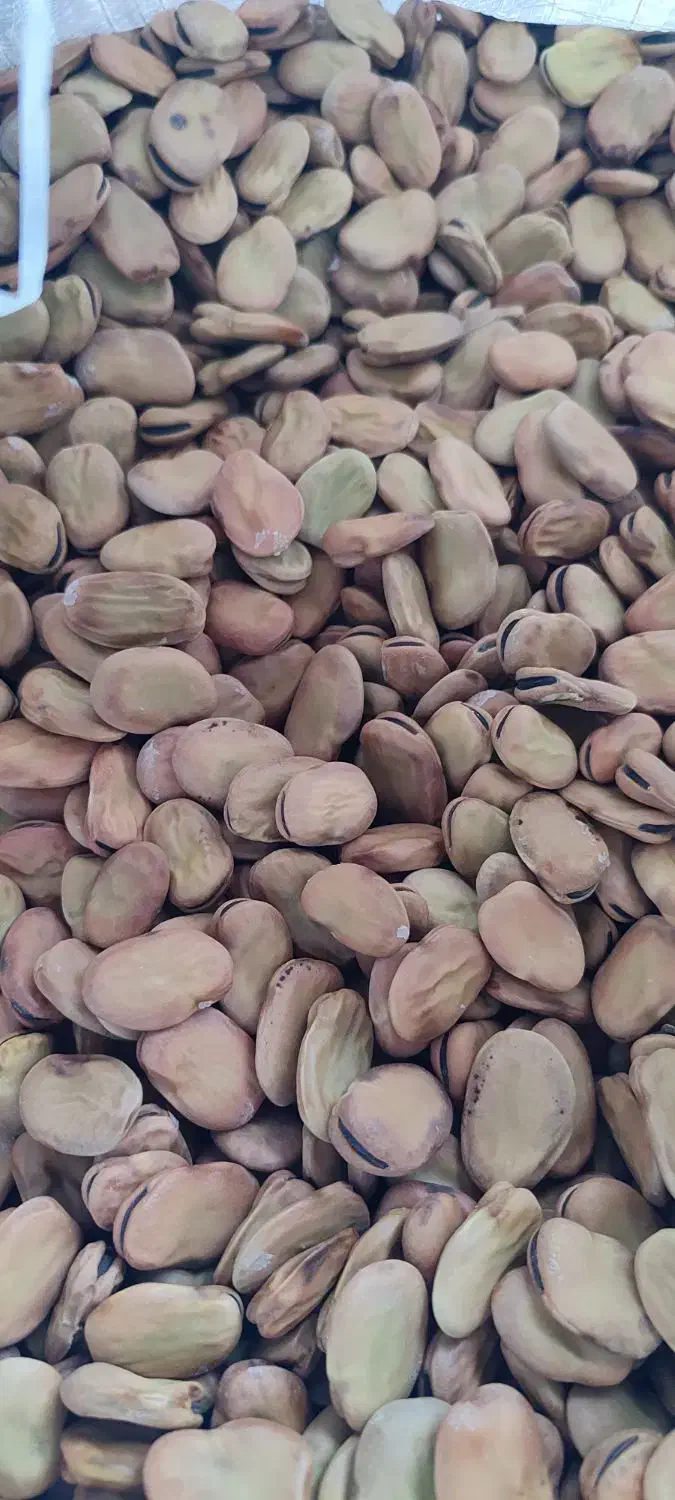 باقالا درشت درجه یک بذری|خوردنی و آشامیدنی|بهشهر, |دیوار