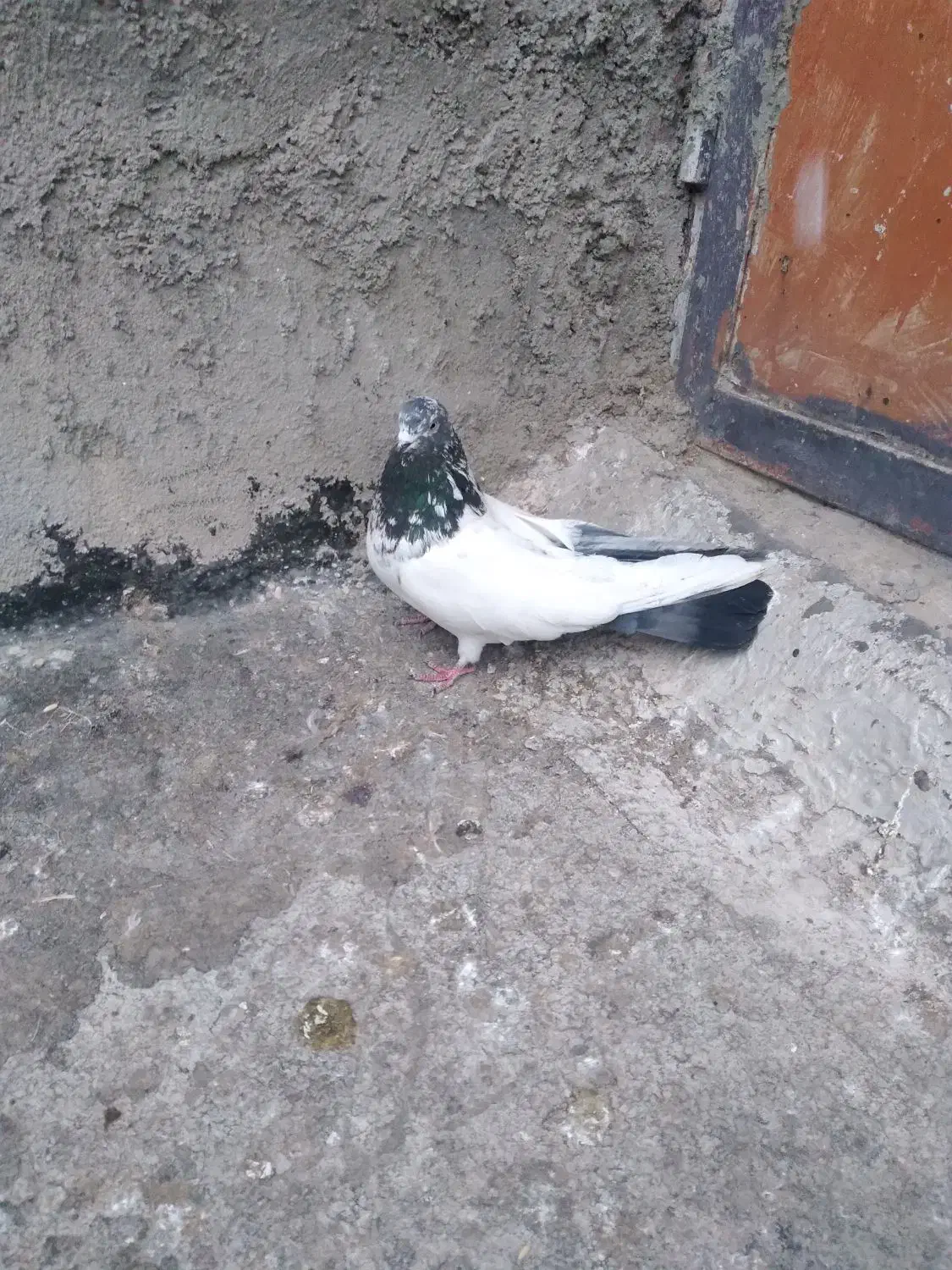 چنتا کبوتر|حیوانات|اشترینان, |دیوار