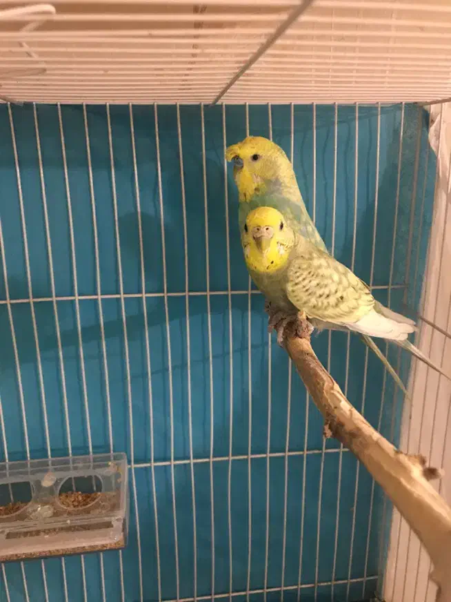 معاوضه جفت مولد مرغ عشق باهرچی ک لازم داشته باشم|پرنده|مشهد, وکیلآباد|دیوار