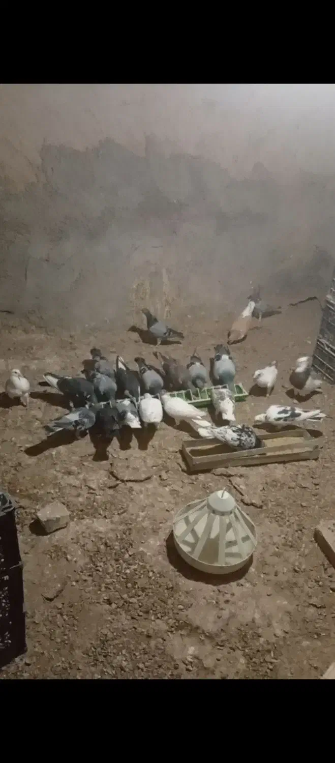 همه سالم و به شرط|پرنده|جغتای, |دیوار