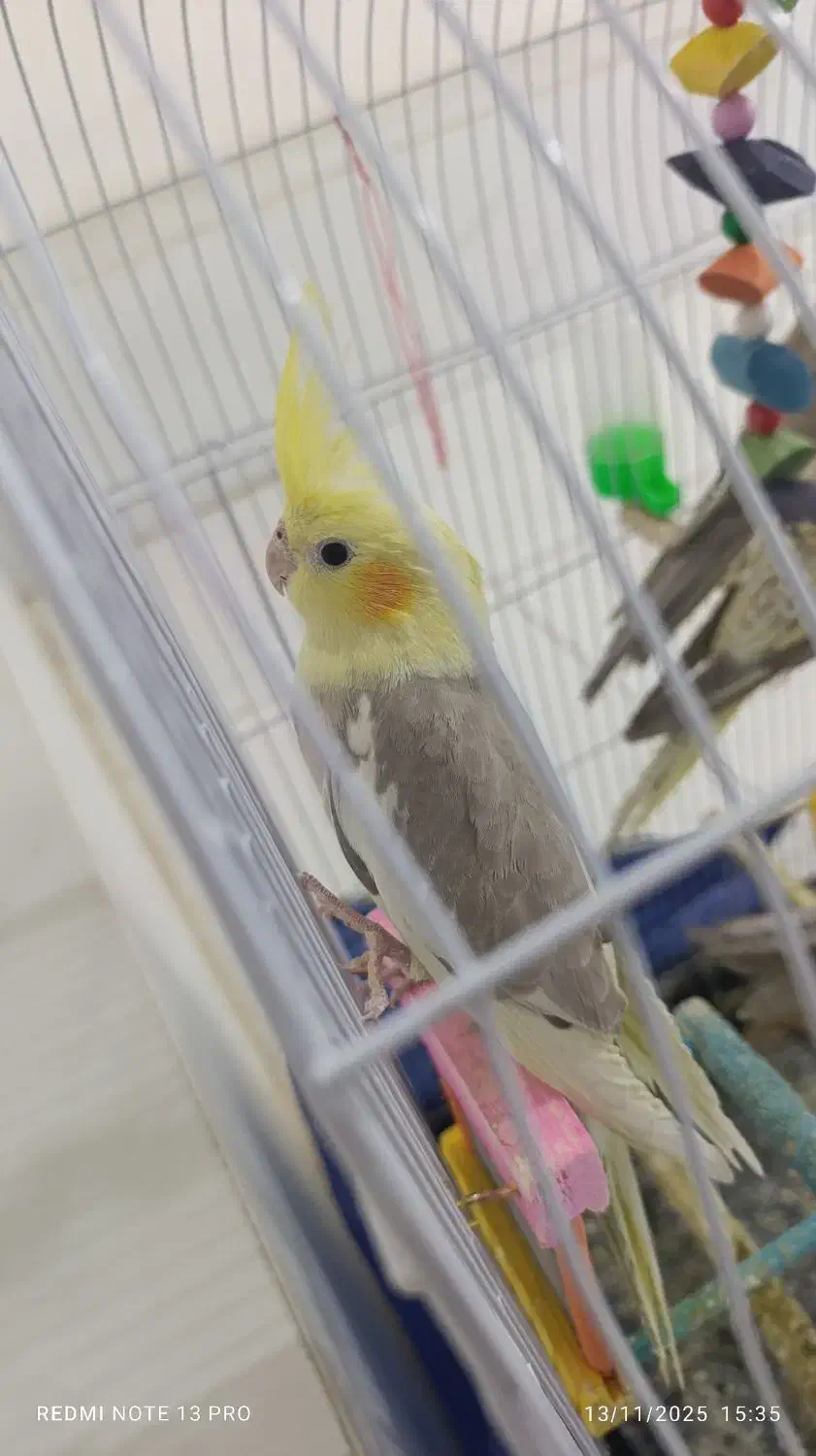 پرنده|پرنده|تربتحیدریه, کاشانی|دیوار