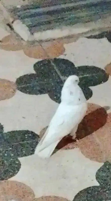 کبوتر|حیوانات|خرم‌آباد, |دیوار