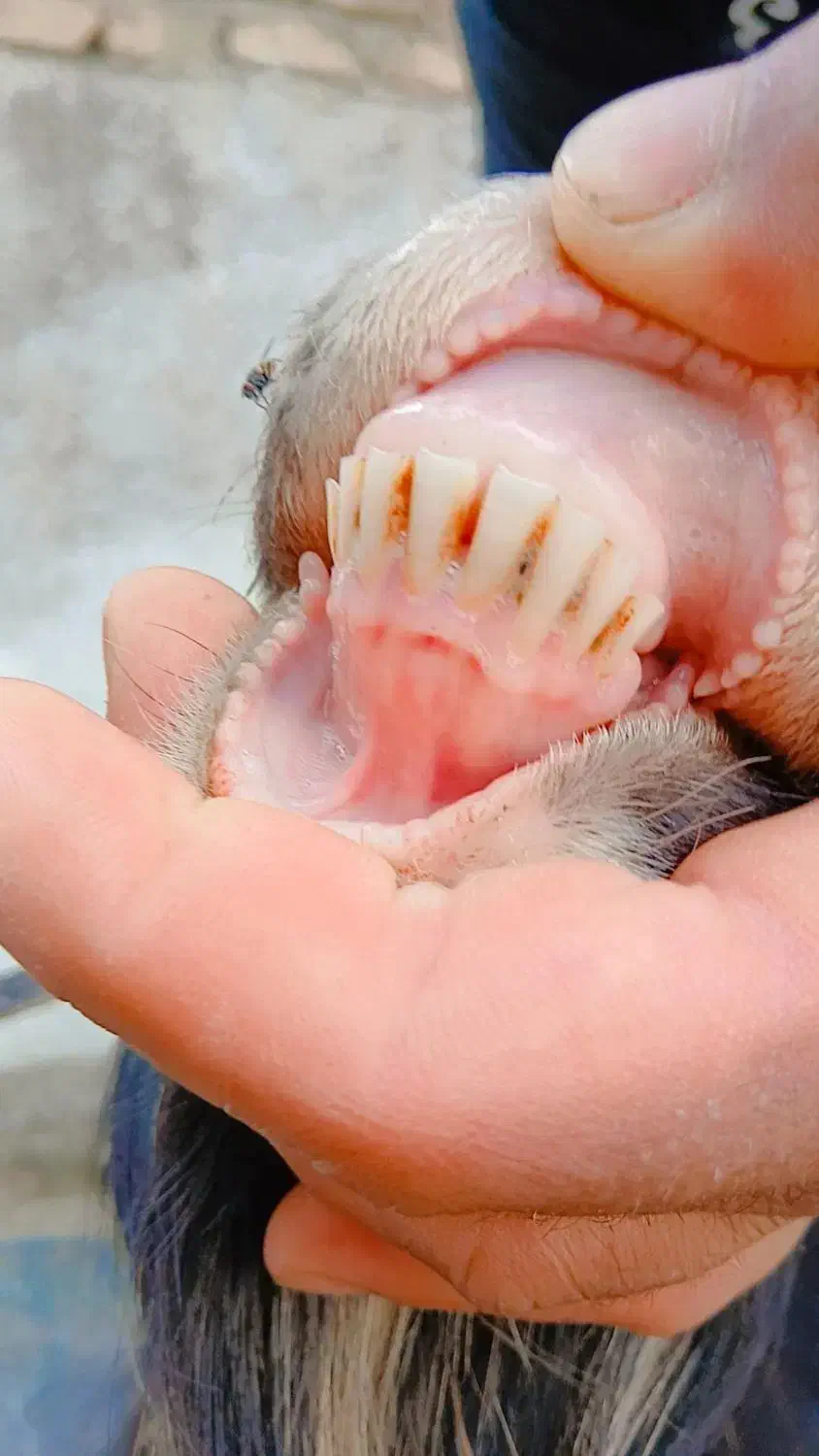 بز جوان همراه دو بزغاله دوقلو نر|حیوانات مزرعه|فاضل آباد, |دیوار