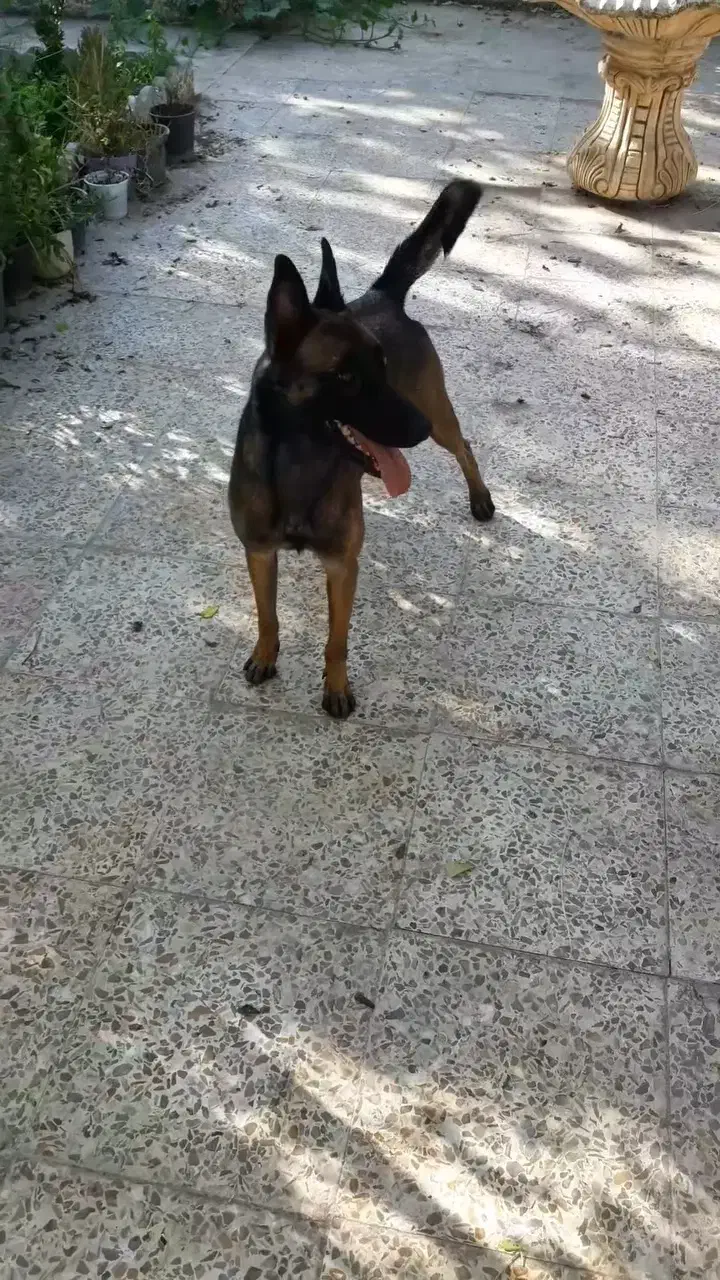 مالینویز|سگ|رشت, گلسار|دیوار