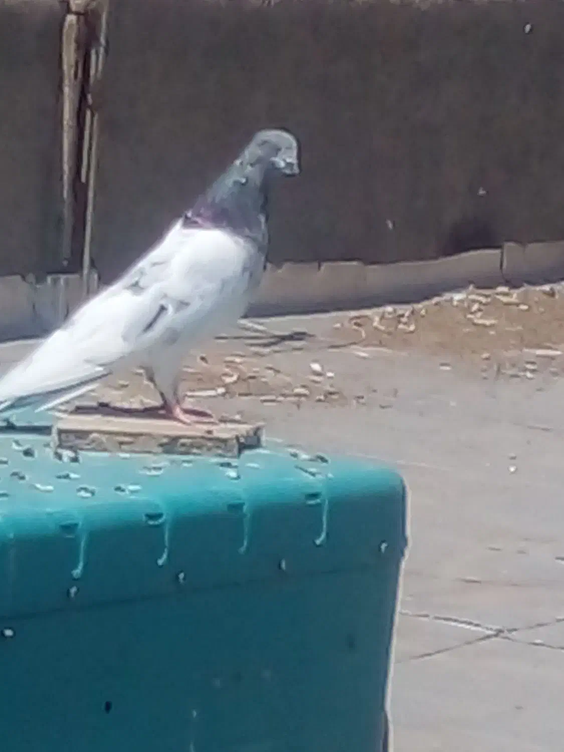 کبوتر مومن اباد|پرنده|ازنا, |دیوار