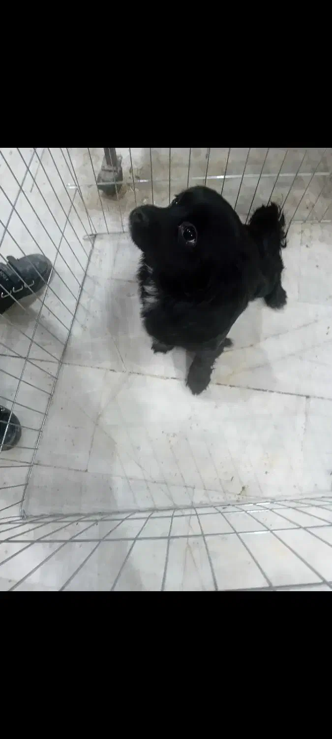 سگ پاکوتاه یک ساله حرف گوش کن|سگ|ساری, |دیوار