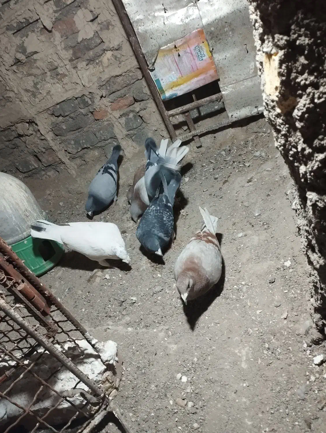 کبوتر|پرنده|نیمروز, |دیوار