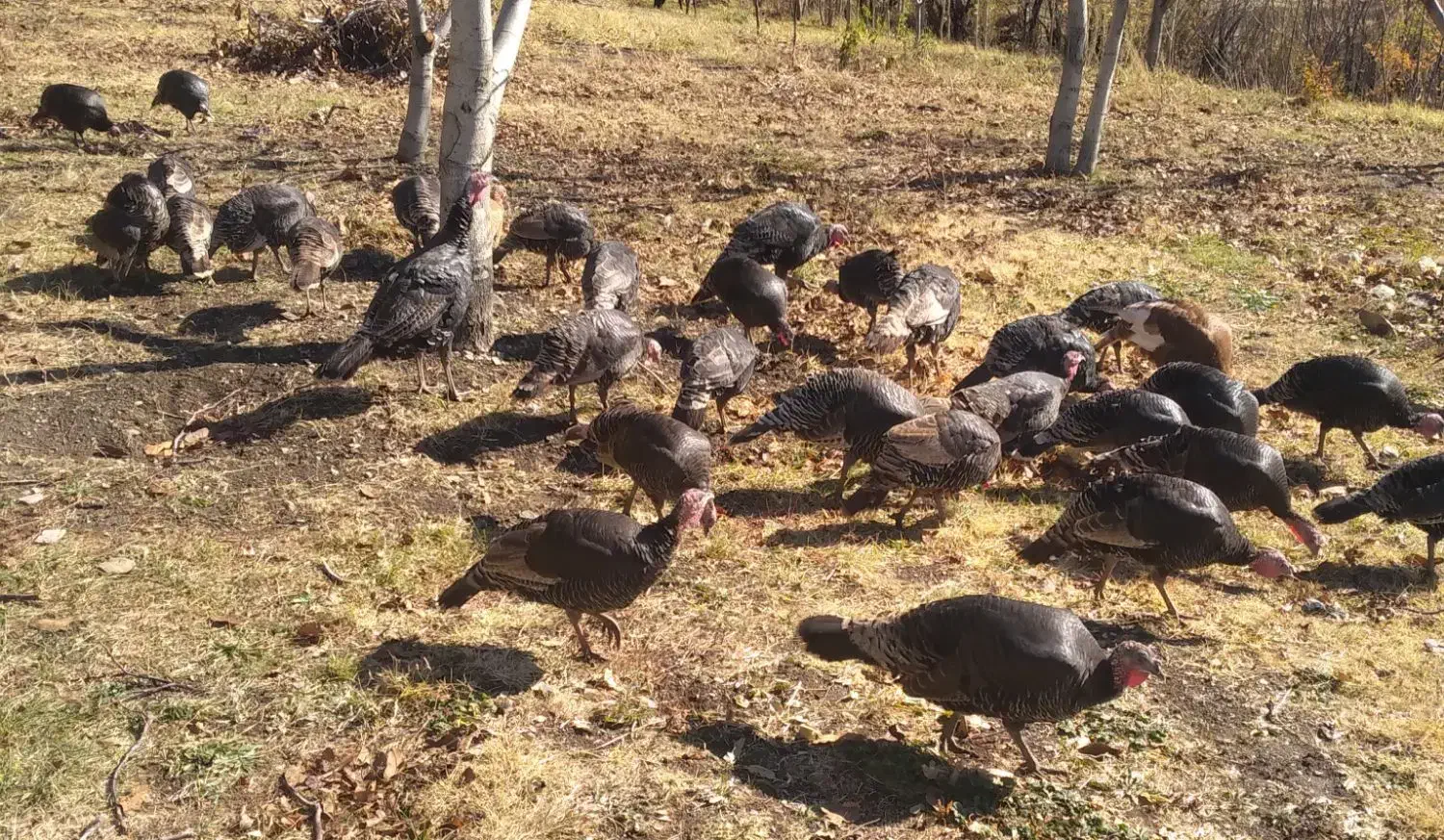 41 قطعه بوقلمون نر و ماده 1500.000|خوردنی و آشامیدنی|سیلوانه, |دیوار