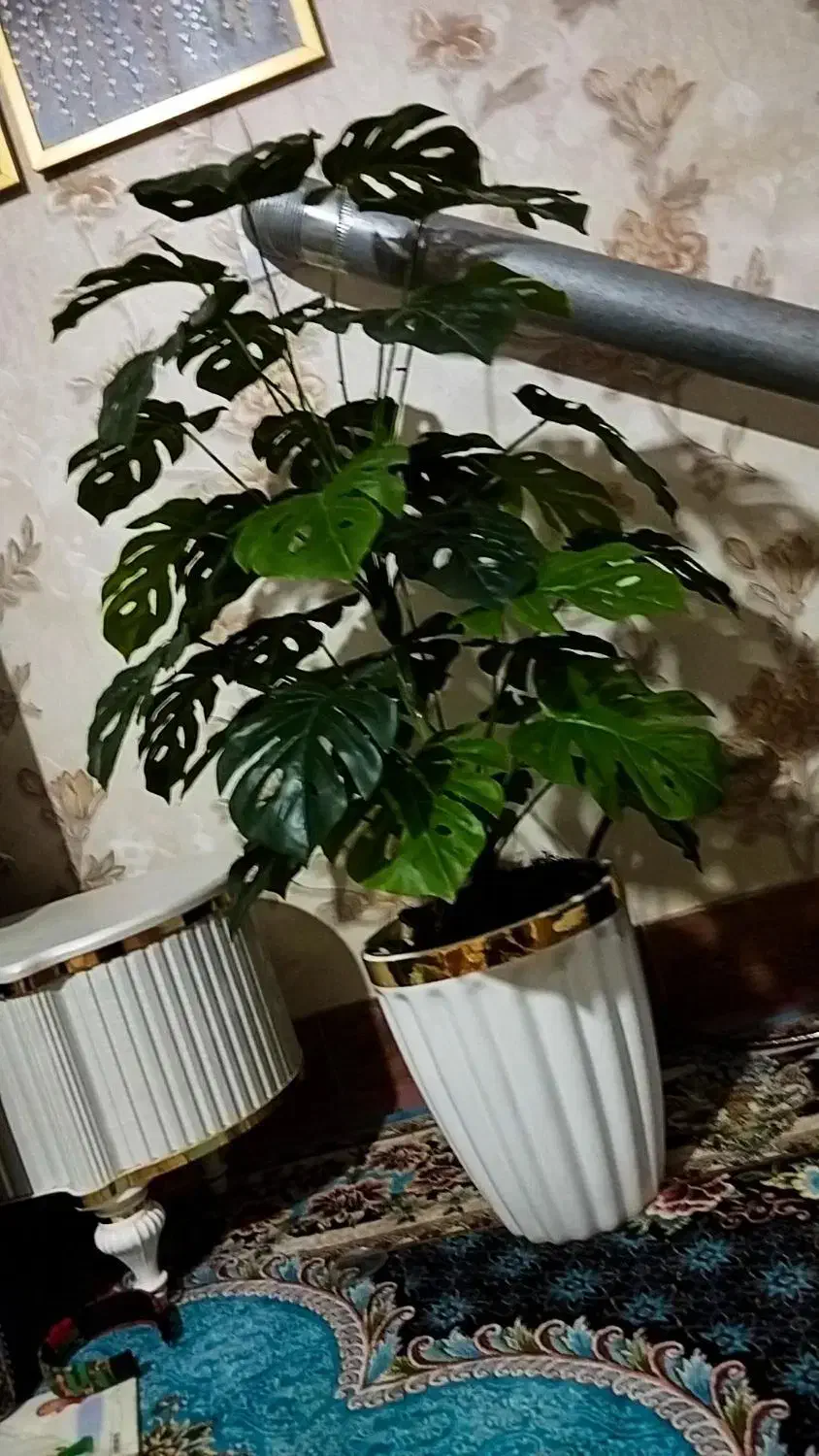 گل و گلدان بزرگ زیبا|گل و گیاه طبیعی|قم, شهید صیاد شیرازی|دیوار