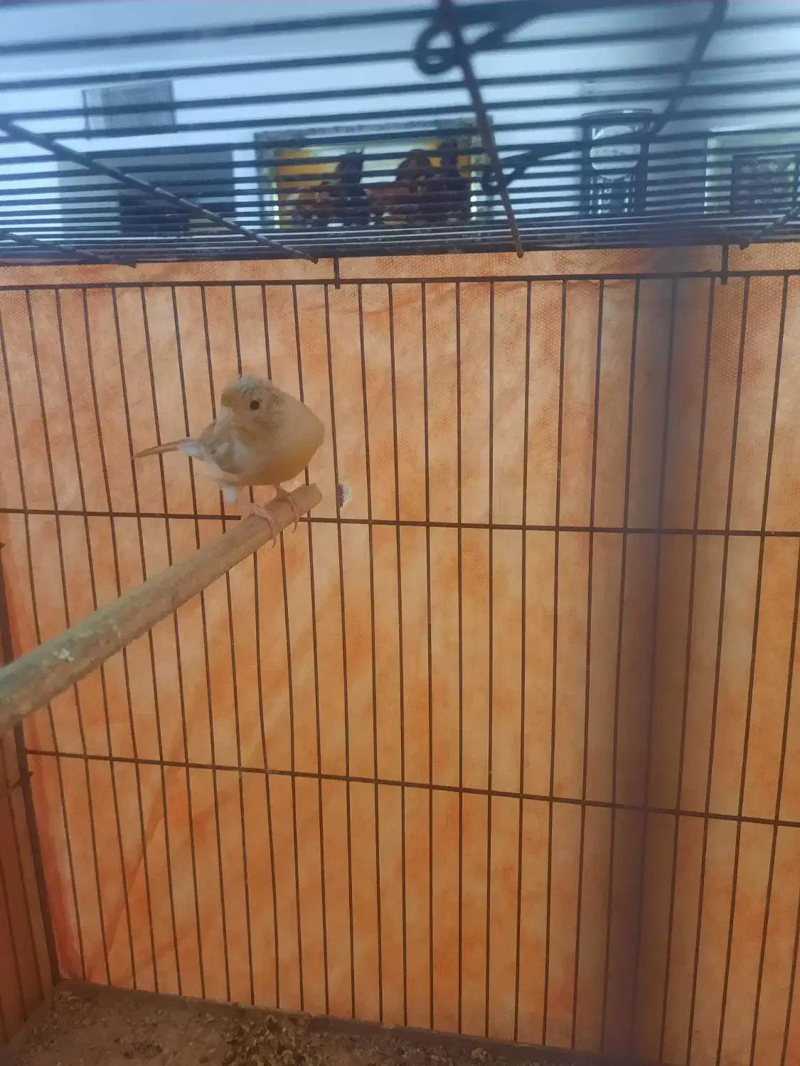 قناری ماده|پرنده|دلیجان, |دیوار