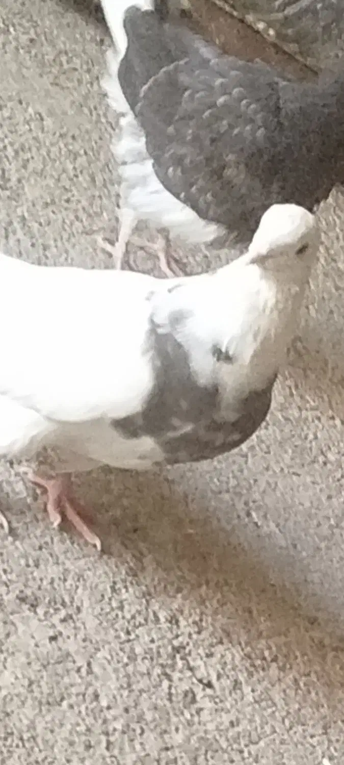 کبوتر|حیوانات|ملایر, |دیوار