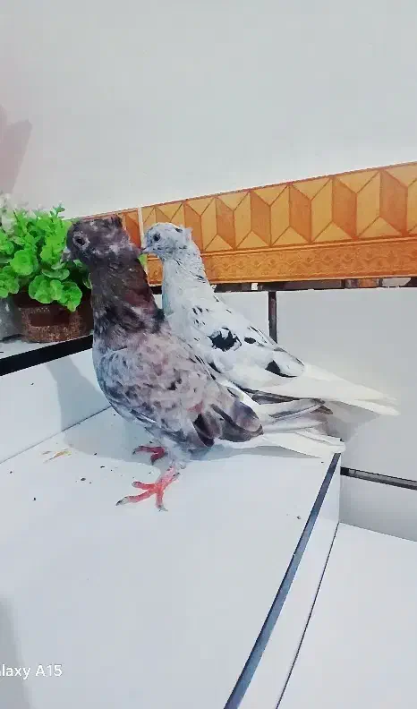 پرنده رنگی|پرنده|باوی, |دیوار