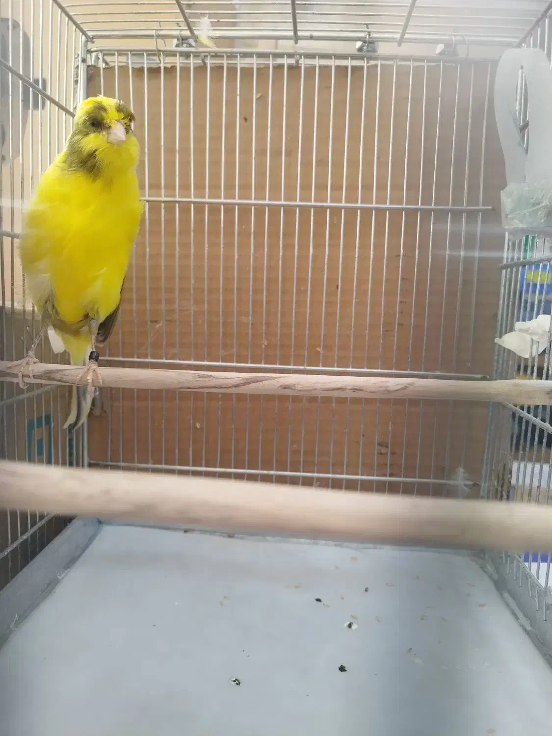 قناری رسمی بلند نرو ماده|پرنده|اندیشه, اندیشه فاز ۱|دیوار