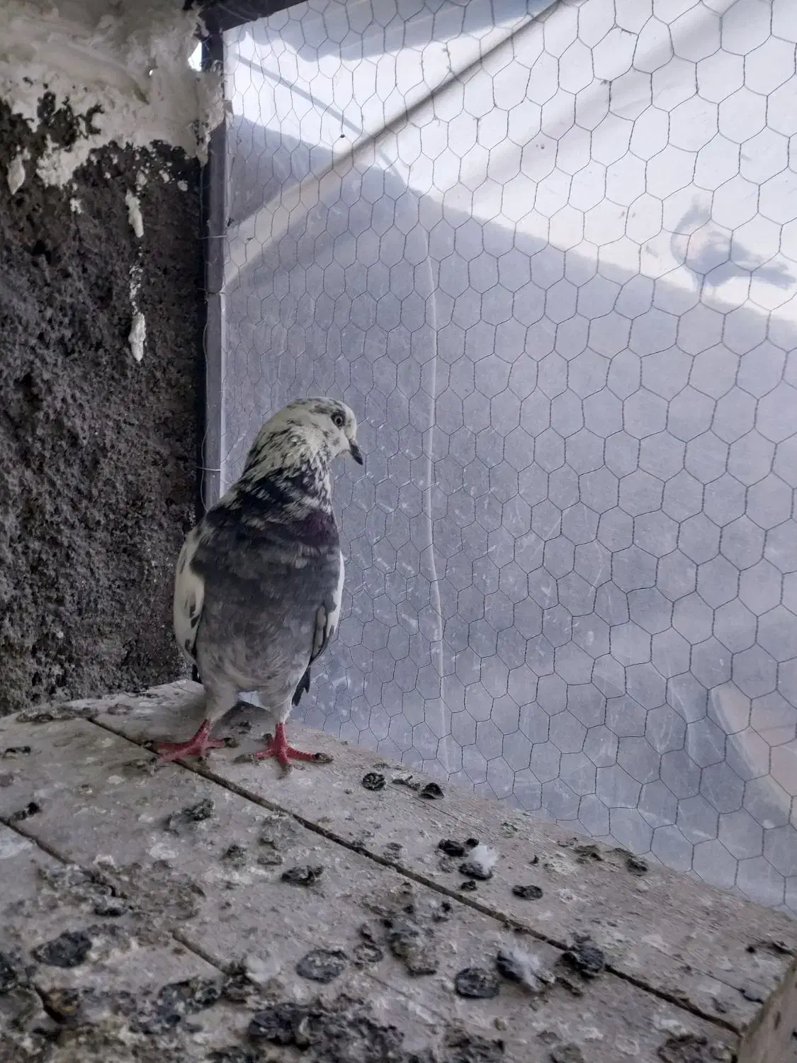 پرندهدرپرنده|پرنده|بروجرد, |دیوار