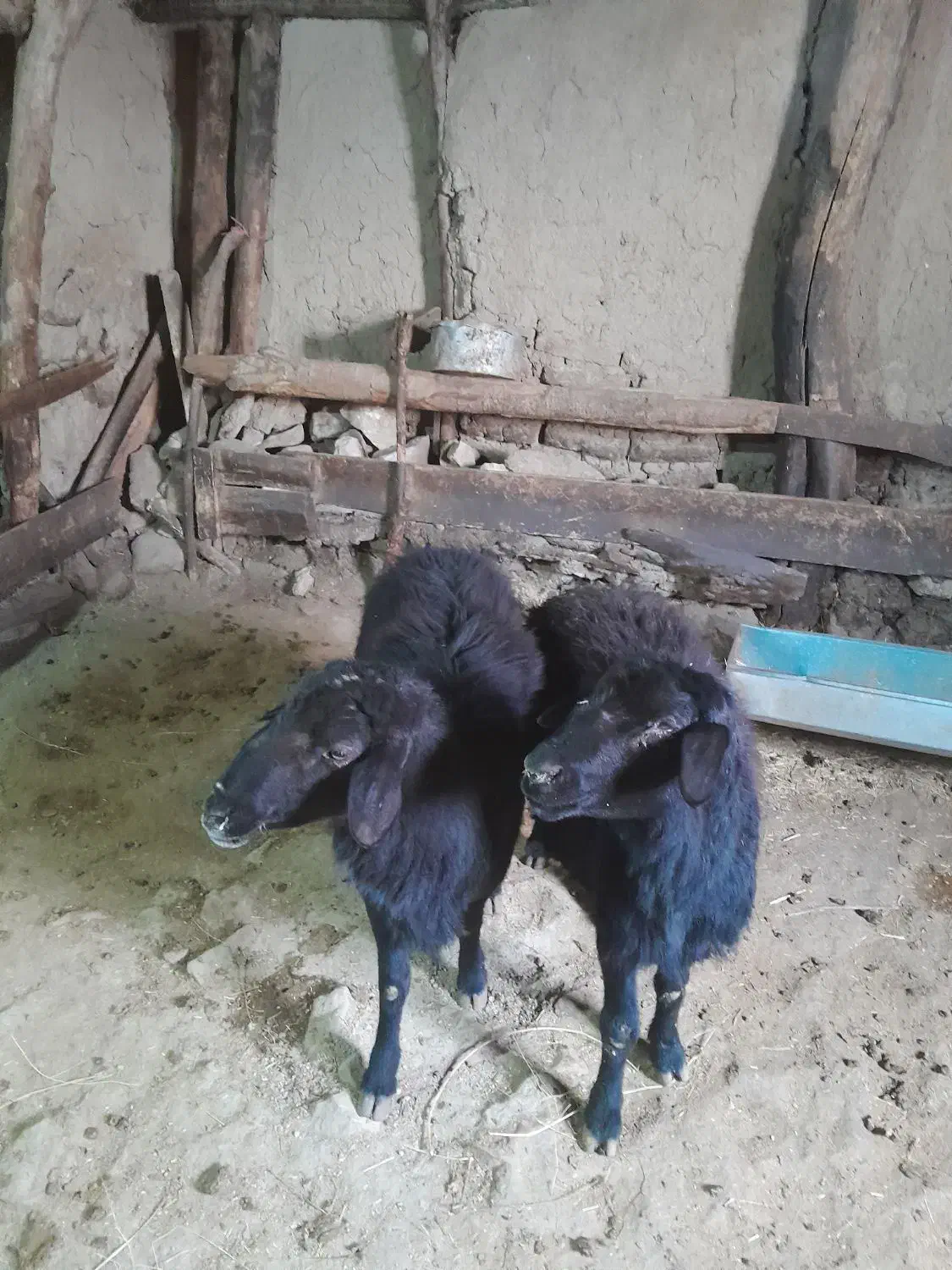 دوعدد قوچ قره قزل|حیوانات مزرعه|خلخال, |دیوار