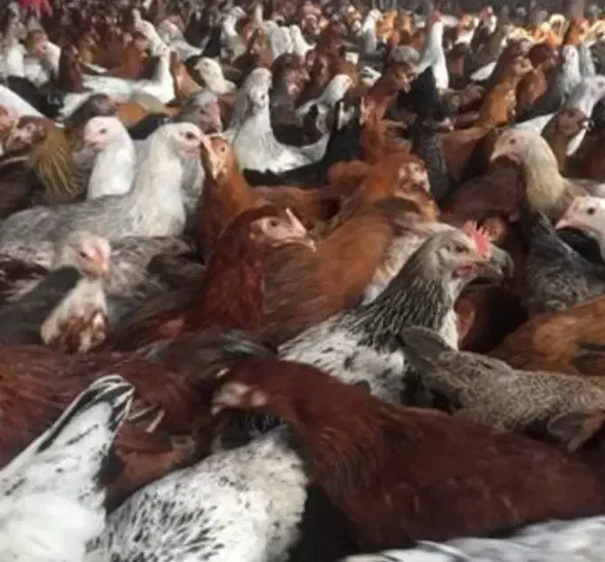 فروش مرغ محلی تخم گذار نژاد گلپایگانی|حیوانات مزرعه|گرگان, |دیوار