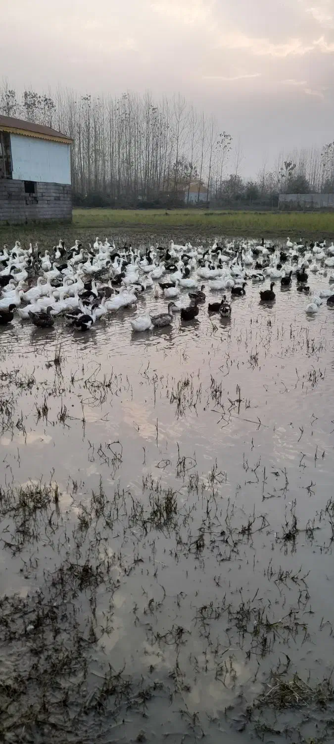 اردک شالیزار چاق و درشت|حیوانات مزرعه|تولم شهر, |دیوار