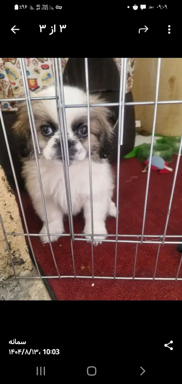 سگ تیبتی استامیل|سگ|پاکدشت, شهرک امام رضا|دیوار