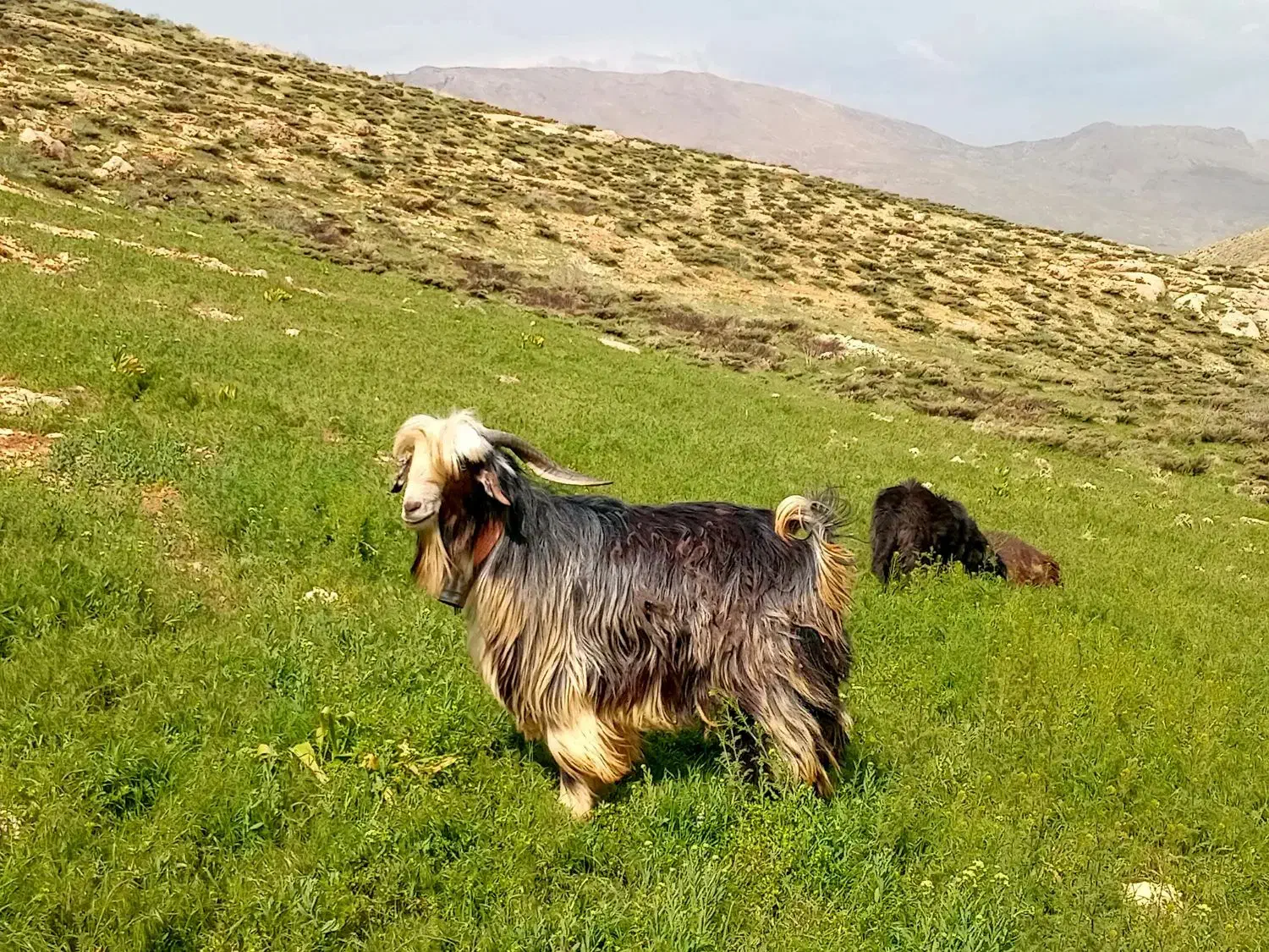 دبر|حیوانات مزرعه|بابا حیدر, |دیوار