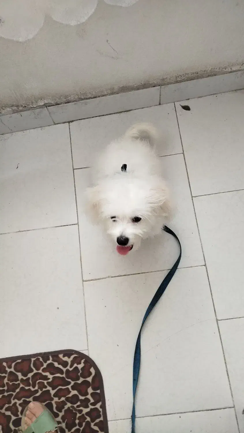 سگ شیتزو|سگ|گرگان, |دیوار