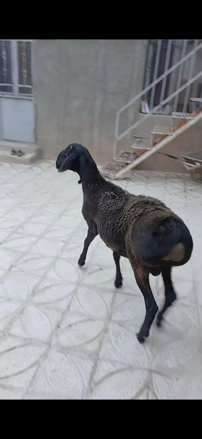 بره قوچ چینی|حیوانات مزرعه|کمیجان, |دیوار