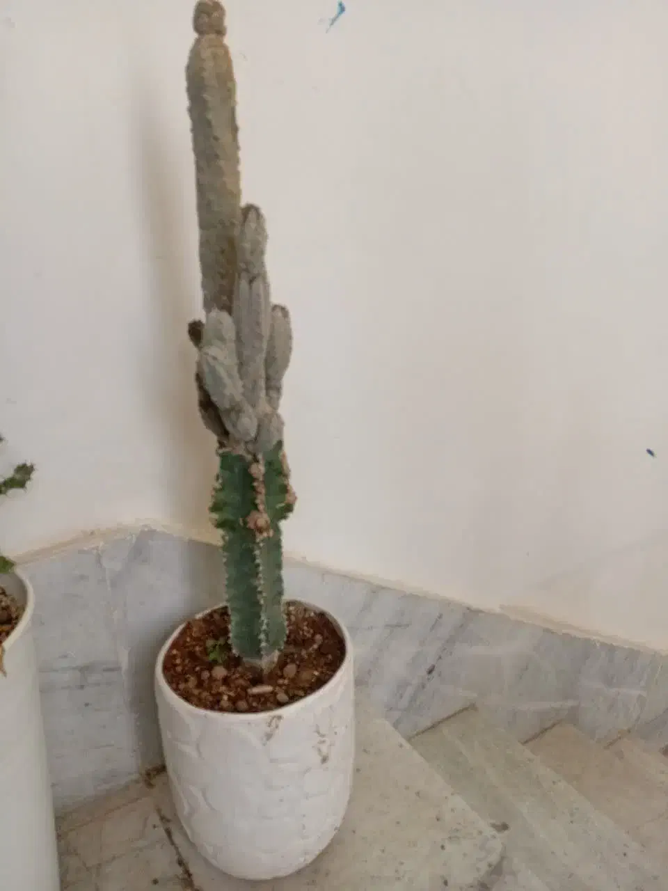 کاکتوس|گل و گیاه طبیعی|شاهرود, |دیوار