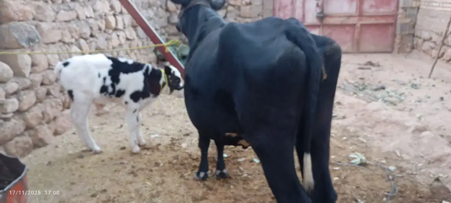 گاو همراه گوساله نر سیمینتال|حیوانات مزرعه|میانکوه, |دیوار