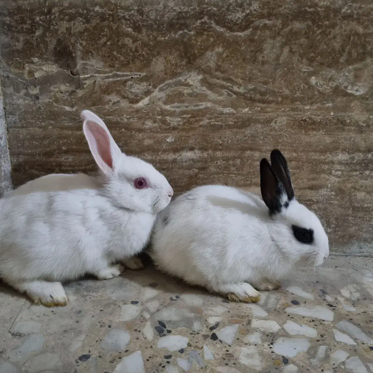 خرگوش|موش و خرگوش|آبیک, |دیوار