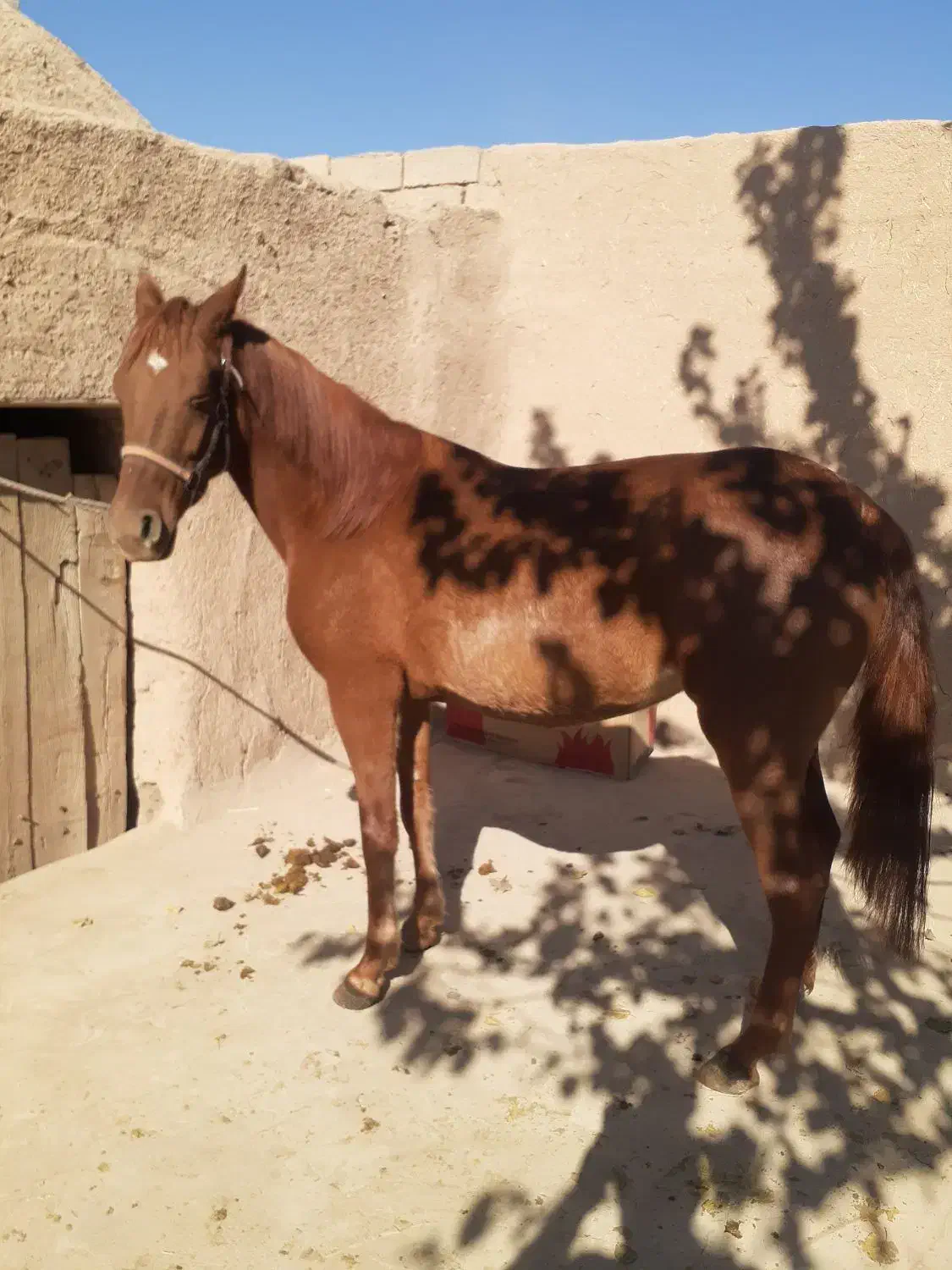 اسب|اسب و تجهیزات اسبسواری|سیرجان, |دیوار