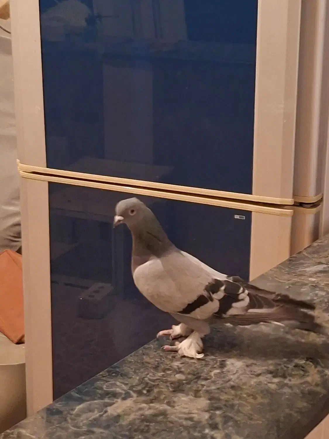 سبز هل پاپر درجه یک|پرنده|مرودشت, ابوذر جنوبی|دیوار