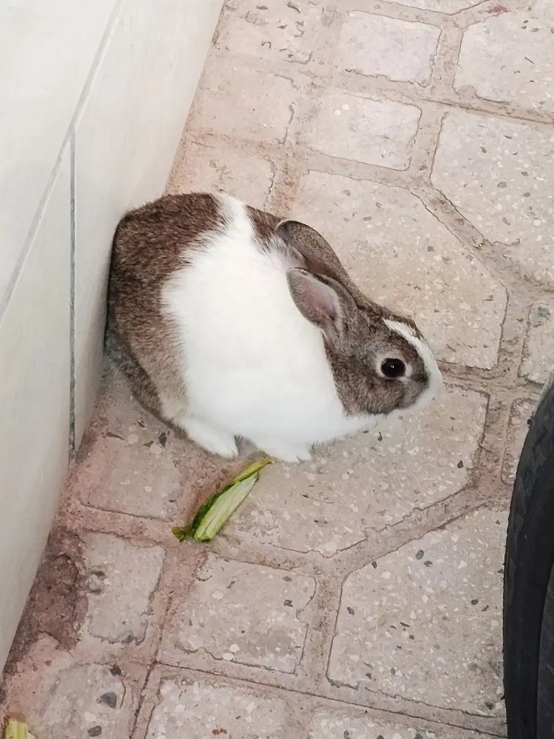 خرگوش|موش و خرگوش|جهرم, |دیوار