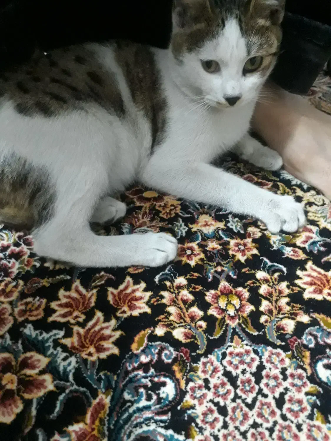 گربه خانگی|گربه|زنجان, |دیوار