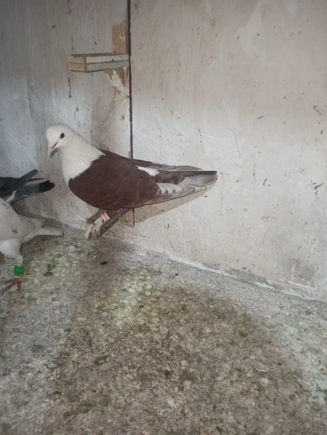 کلاغ سرخ|پرنده|مشهد, نیزه|دیوار